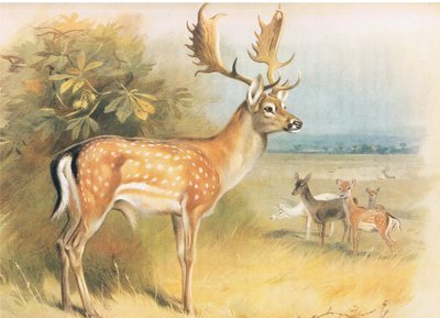 Dovhjort, från Thorburns Mammals publicerad av Longmans och Co, ca. 1920 av Archibald Thorburn
