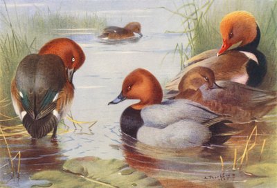 Bergand (hane och hona), vigg (hane och hona), rödhuvad vigg (färglitografi) av Archibald Thorburn