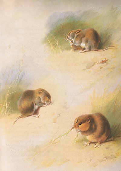 Field Sork, Bank Sork och Orkney Sork, från Thorburns Mammals publicerad av Longmans and Co, ca. 1920 av Archibald Thorburn