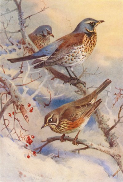 Fältsångare, rödvinge (färglitografi) av Archibald Thorburn