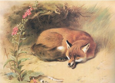 Fox with Foxgloves, från Thorburns Mammals publicerad av Longmans and Co, ca. 1920 av Archibald Thorburn