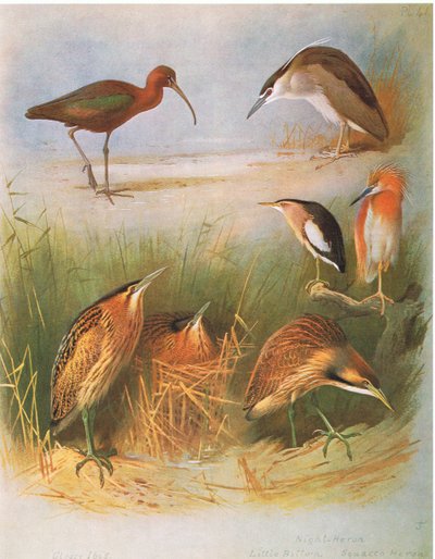 Glossy Ibis, Common Bittern, Night Heron, Little Bittern, Squacco Heron, American Bittern, pub. av Book Club Associates, 1972 av Archibald Thorburn