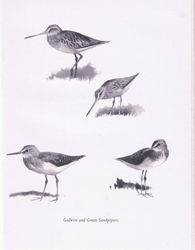 Godwits and Green Sandpipers, 1938 av Archibald Thorburn
