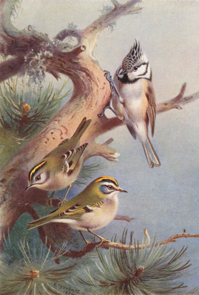Goldcrest, Fire-Crest, Crested Titmouse (färglitografi) av Archibald Thorburn