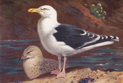Fiskmås (vuxen och ung) (färglitografi) av Archibald Thorburn