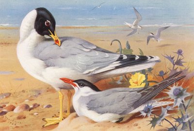 Stor svarthuvad mås, skräntärna (färglitografi) av Archibald Thorburn