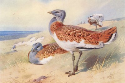 Stortrappa (hane och hona) (färglitografi) av Archibald Thorburn