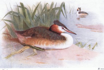Stor nakendopping av Archibald Thorburn
