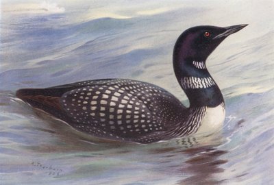 Stor nordsjödykare (färglitografi) av Archibald Thorburn