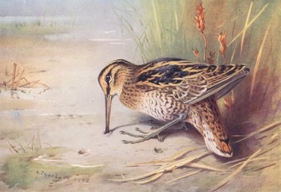Enkelbeckasin (färglitografi) av Archibald Thorburn
