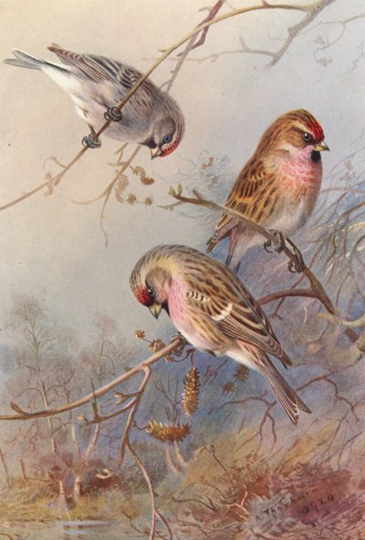 Grönländsk rödbena, mindre rödbena, mjölig rödbena (färglitografi) av Archibald Thorburn