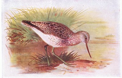 Greenshank, från Birds of the British Isles and Their Eggs publicerad av Frederick Warne & Co Ltd, 1958 av Archibald Thorburn