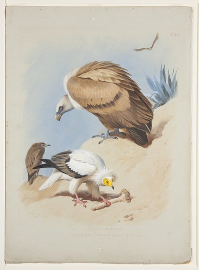 Griffin gam och egyptisk gam, ca 1915 (akvarell & kroppsfärg över penna på papper) av Archibald Thorburn