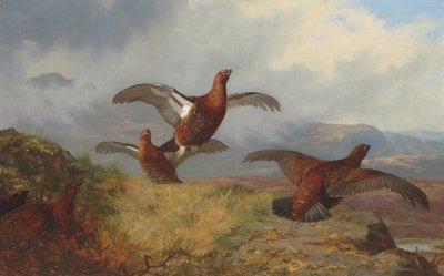 Ripa under flygning av Archibald Thorburn