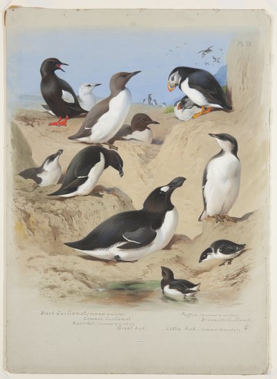 Sillgrisslor, tornbill, lunnefågel och alkor, ca 1915 (akvarell & kroppsfärg med gummi arabicum över penna ombord) av Archibald Thorburn