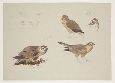 Harrier and ruff, ca 1915 (akvarell & kroppsfärg över penna på papper) av Archibald Thorburn