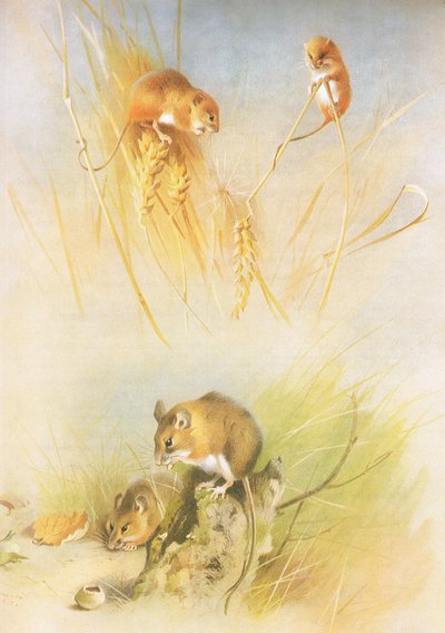 Harvest Mouse and Wood Mouse, från Thorburns Mammals publicerad av Longmans and Co, ca. 1920 av Archibald Thorburn