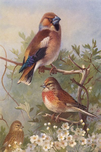 Hökfink, linnet (hane och hona) (färglitografi) av Archibald Thorburn