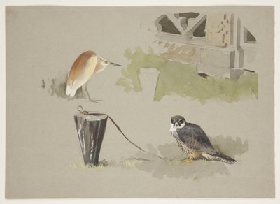 Hobbyhane tjudrad och squarrohäger, ca 1915 (akvarell & kroppsfärg över penna på papper) av Archibald Thorburn