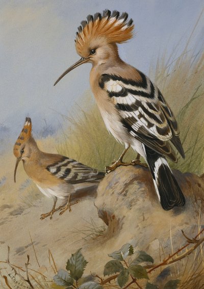 Hoopoes av Archibald Thorburn