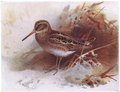 Jack Snipe, från Birds of the British Isles and Their Eggs publicerad av Frederick Warne & Co Ltd, 1958 av Archibald Thorburn
