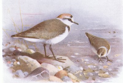 Kentish Plover, från Birds of the British Isles and Their Eggs publicerad av Frederick Warne & Co Ltd, 1958 av Archibald Thorburn