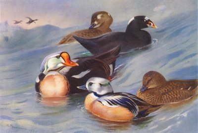 Kungslöpare, surfseglare (hane och hona), Stellers ejder (hane och hona) (färglitografi) av Archibald Thorburn
