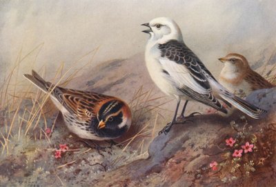 Lappsparv, snösparv (sommar) (hane och hona) (färglitografi) av Archibald Thorburn