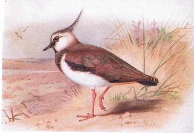Lapwing, från Birds of the British Isles and Their Eggs publicerad av Frederick Warne & Co Ltd, 1958 av Archibald Thorburn