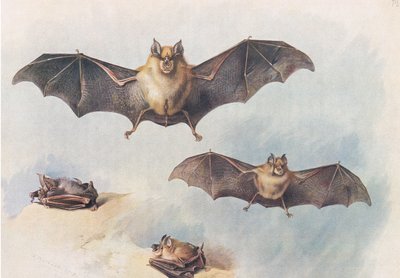 Lesser Horseshoe Bat and Greater Horseshoe Bat, från Thorburns Mammals publicerad av Longmans and Co, ca. 1920 av Archibald Thorburn