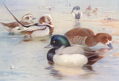 Långsvansad and (hane och hona), Scaup-and (hane och hona) (färglitografi) av Archibald Thorburn