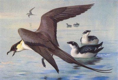 Långstjärtad labb, alkekung (vinter) (färglitografi) av Archibald Thorburn
