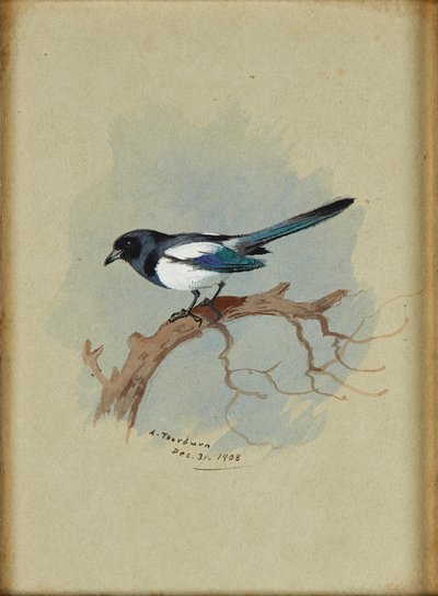 Skata på en gren (bläck och akvarell) av Archibald Thorburn