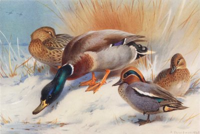 Gräsand (hane och hona), kricka (hane och hona) (färglitografi) av Archibald Thorburn