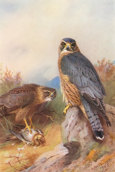 Merlin (färglitografi) av Archibald Thorburn
