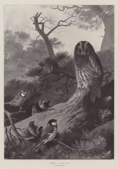 Mobbar en skogsuggla av Archibald Thorburn