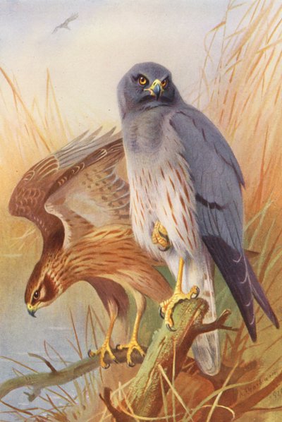 ängshök (hane och hona) (färglitografi) av Archibald Thorburn