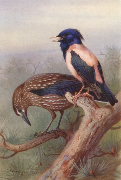 Nötknäpparen, Rosafärgad stare (färglitografi) av Archibald Thorburn