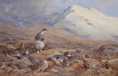 På Ptarmigan Ground (akvarell) av Archibald Thorburn