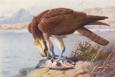 Osprey (färglitografi) av Archibald Thorburn