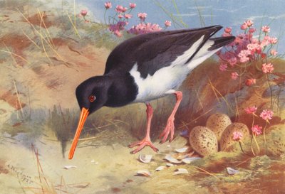 Ostronfångare (färglitografi) av Archibald Thorburn