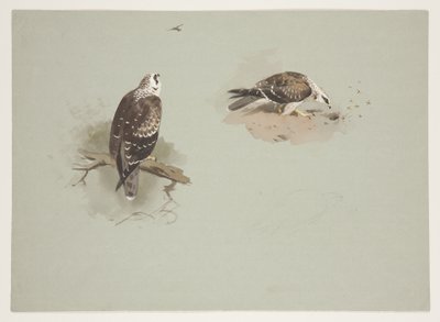 Blek honungsvråk, ca 1915 (akvarell & kroppsfärg över penna på papper) av Archibald Thorburn