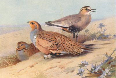 Pallas sandgräshoppa (hane och hona), societetspiplärka (färg litho) av Archibald Thorburn