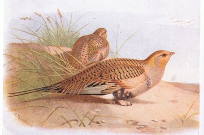 Pallass Sand Grouse, från Birds of the British Isles and Their Eggs publicerad av Frederick Warne & Co Ltd, 1958 av Archibald Thorburn
