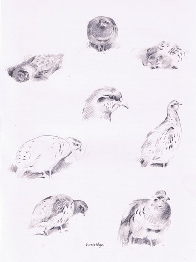 Partridges, 1938 av Archibald Thorburn