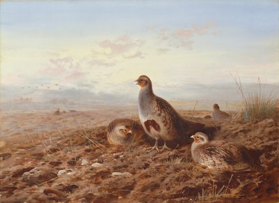 Rapphöns bland stubb av Archibald Thorburn