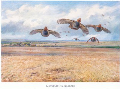 Rapphöns i Norfolk, 1938 av Archibald Thorburn