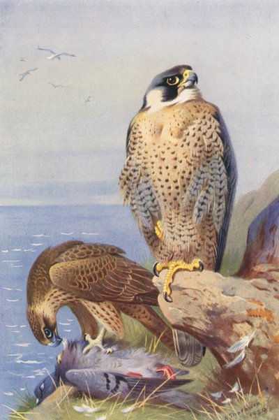 Pilgrimsfalk (färglitografi) av Archibald Thorburn