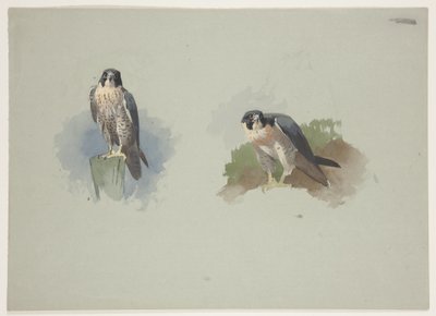Pilgrimsfalkhane, ca 1915 (akvarell & kroppsfärg över penna på papper) av Archibald Thorburn