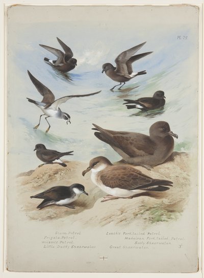 Petrels, ca 1915 (akvarell & kroppsfärg över penna på papper) av Archibald Thorburn